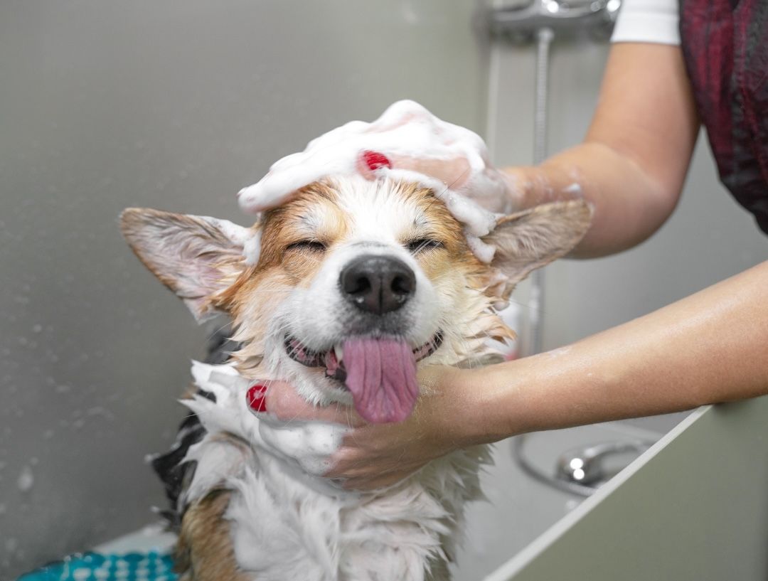 Dog Grooming Inner West Sydney Dog Haus